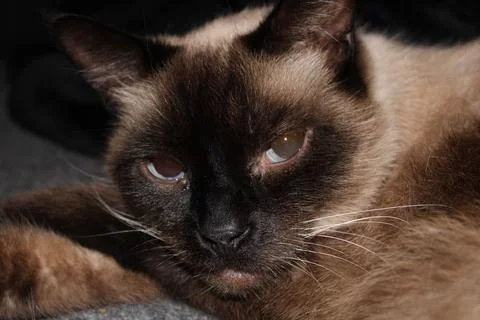 Siamese Close Up Foto stock