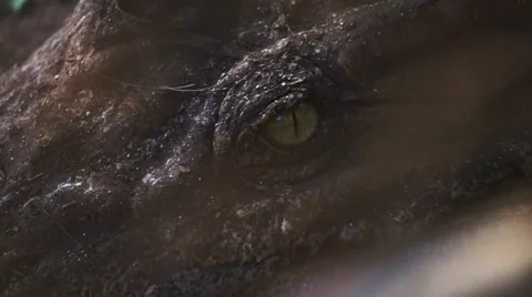 Siamese Crocodile eye Stock Footage 62890785