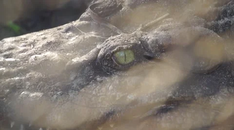 Siamese Crocodile eye Stock Footage 63391689
