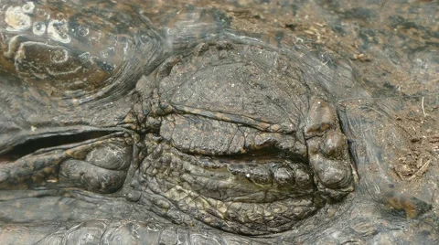 Siamese Crocodile open eye Stock Footage 54897600