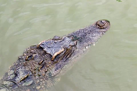 Siamese crocodile Stock Photos