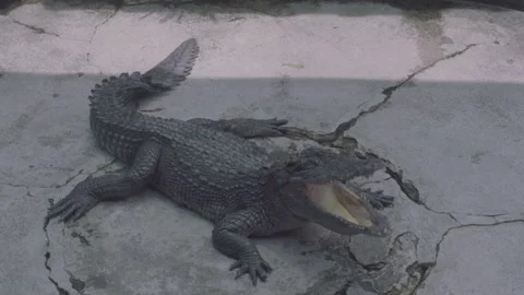 Siamese Crocodile Resting with Jaws Wide Open, 4K Reptile Footage Video stock 335570979