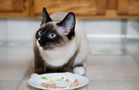 Siamese at dinner Stock Photos