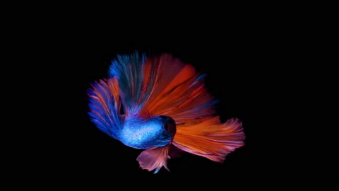 Siamese Elephant Ear Fighting Fish Betta Splendens - Vertical Format Видео 149046065