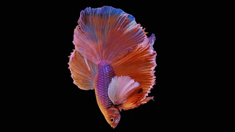 Siamese Elephant Ear Fighting Fish Betta Splendens - Vertical Format Stock Footage 149046777