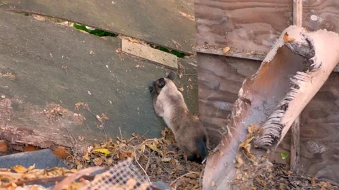 A Siamese exploring around, outside Stock Footage 250318214