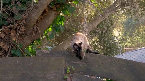 A Siamese exploring around, outside Stock Footage 250318215