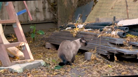 A Siamese exploring around, outside Stock Footage 250318220