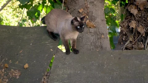 A Siamese exploring around, outside Stock Footage 250318221