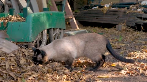 A Siamese exploring around, outside Stock Footage 250318272