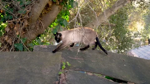 A Siamese exploring around, outside Stock Footage 250318400