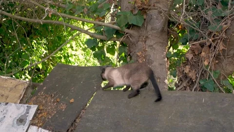 A Siamese exploring around, outside Stock Footage 250318403