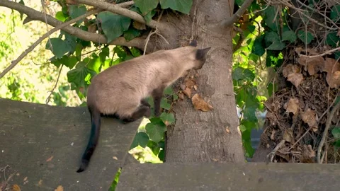 A Siamese exploring around, outside Stock Footage 250318419