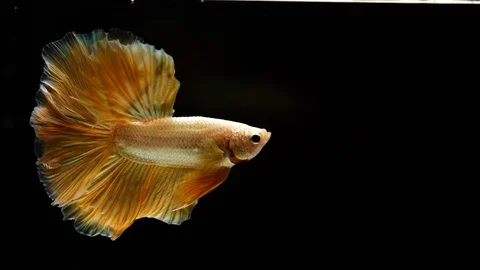 Siamese fighter fish betta on black background Stock Footage 106008092