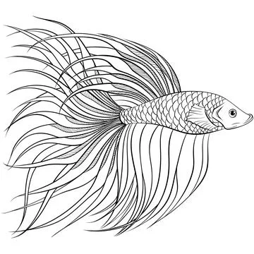 Siamese fighter fish side view line art Stock Illustration