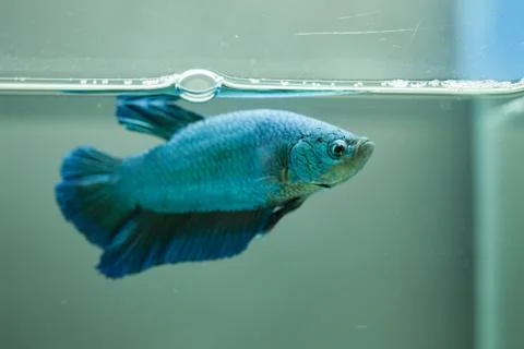 Siamese fighting fish, Betta fish Stock Photos