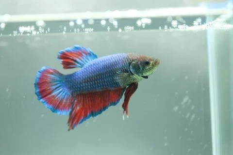 Siamese fighting fish, Betta fish Stock Photos