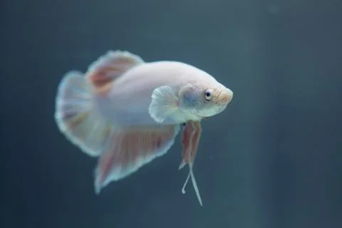 Siamese fighting fish, Betta fish Stock Photos