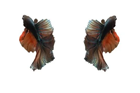 Siamese fighting fish , betta fish isolated on white background. Stock Photos