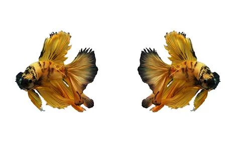 Siamese fighting fish , betta fish isolated on white background. Stock Photos