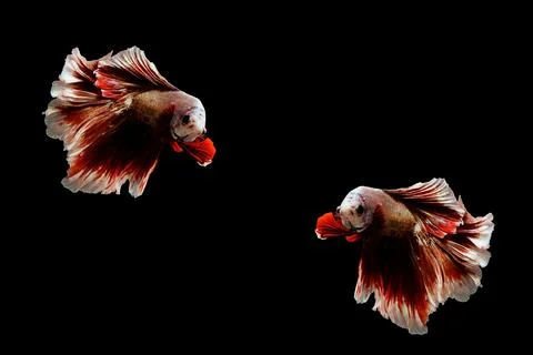 Siamese fighting fish , betta fish isolated on black background. Stock Photos