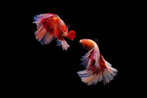 Siamese fighting fish , betta fish isolated on black background. Stock Photos