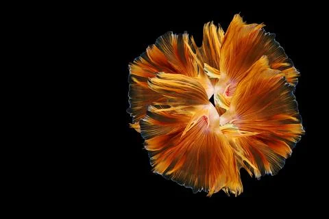 Siamese fighting fish , betta fish isolated on black background. Stock Photos