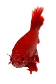 Siamese fighting fish , betta isolated on white background Stock Photos