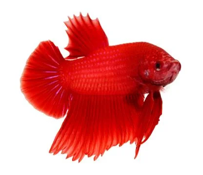 Siamese fighting fish , betta isolated on white background Stock Photos