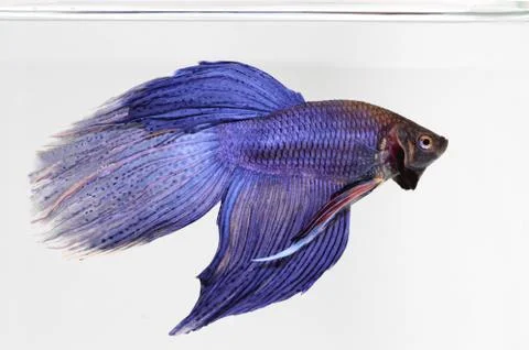 Siamese fighting fish , betta isolated on white background Stock Photos