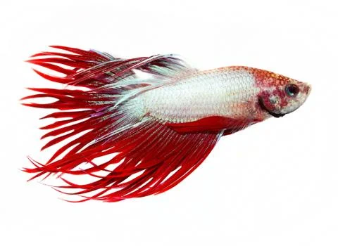Siamese fighting fish , betta isolated on white background Stock Photos