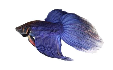 Siamese fighting fish , betta isolated on white background Stock Photos