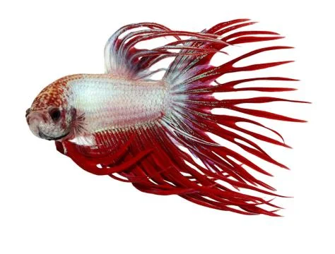 Siamese fighting fish , betta isolated on white background Stock Photos
