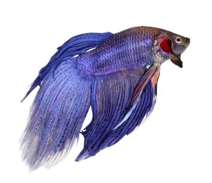 Siamese fighting fish , betta isolated on white background Stock Photos