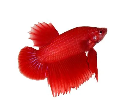 Siamese fighting fish , betta isolated on white background Stock Photos