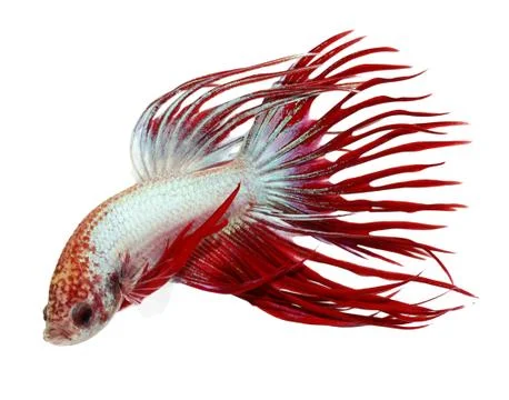Siamese fighting fish , betta isolated on white background Stock Photos