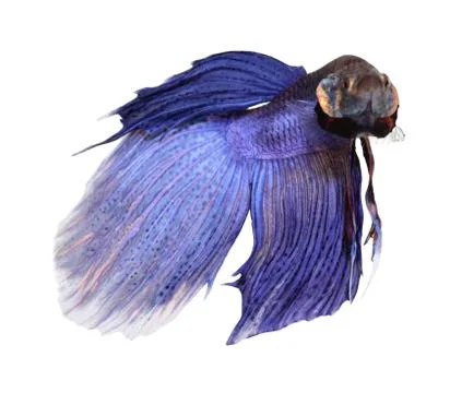 Siamese fighting fish , betta isolated on white background Stock Photos