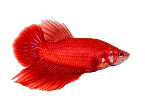 Siamese fighting fish , betta isolated on white background Stock Photos