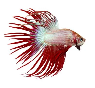 Siamese fighting fish , betta isolated on white background Stock Photos