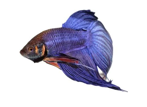 Siamese fighting fish , betta isolated on white background Stock Photos
