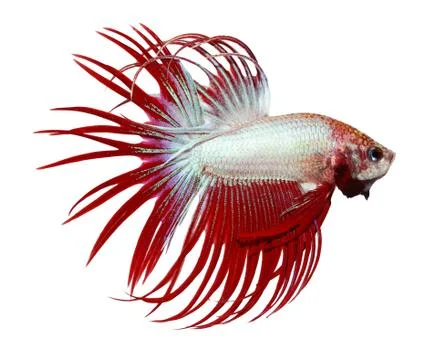 Siamese fighting fish , betta isolated on white background Stock Photos