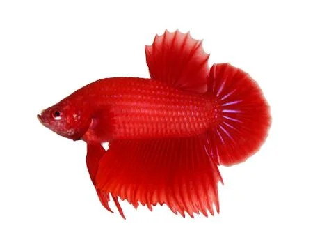 Siamese fighting fish , betta isolated on white background Stock Photos