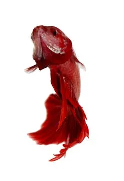 Siamese fighting fish , betta isolated on white background Stock Photos