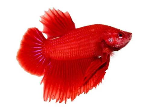 Siamese fighting fish , betta isolated on white background Stock Photos