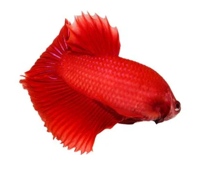 Siamese fighting fish , betta isolated on white background Stock Photos
