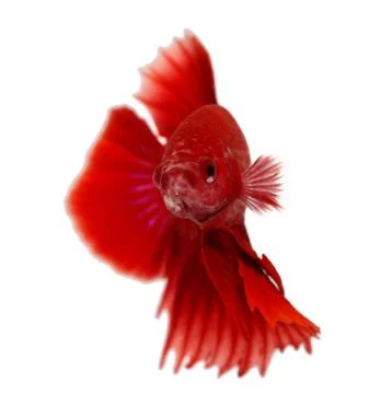 Siamese fighting fish , betta isolated on white background Stock Photos