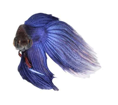 Siamese fighting fish , betta isolated on white background Stock Photos