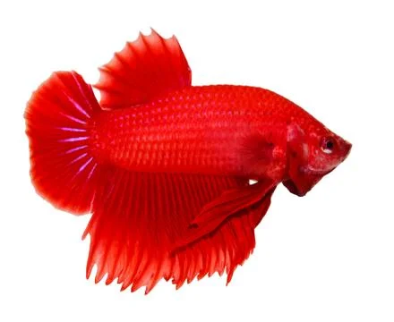 Siamese fighting fish , betta isolated on white background Stock Photos