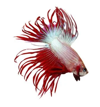 Siamese fighting fish , betta isolated on white background Stock Photos