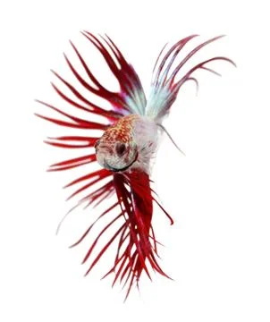 Siamese fighting fish , betta isolated on white background Stock Photos